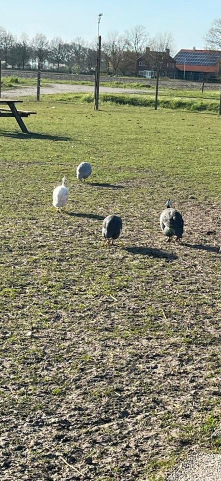 Parelhoender broedeieren, Dieren en Toebehoren, Pluimvee, Geslacht onbekend, Overige soorten