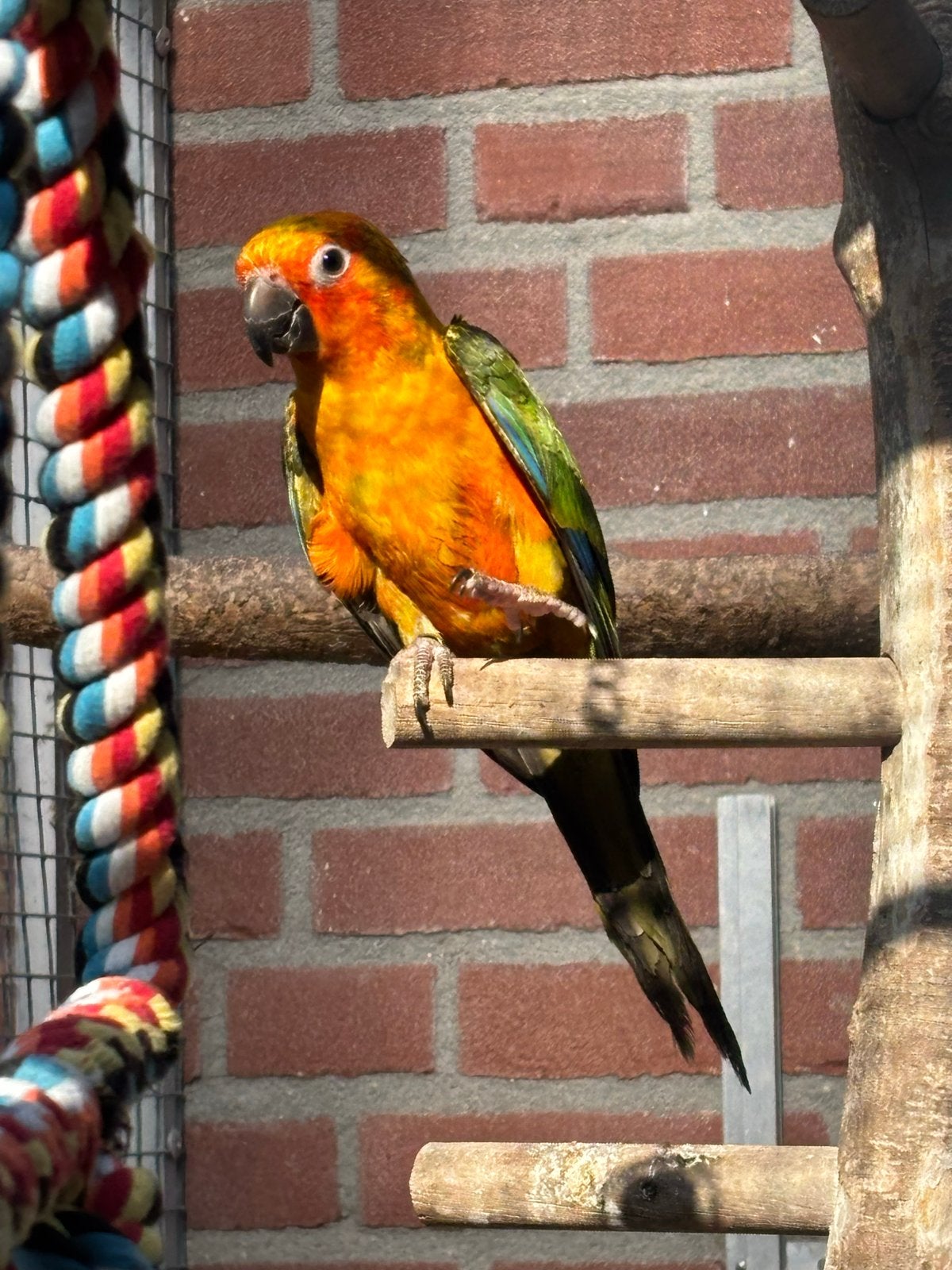 Zonparkiet pop, Dieren en Toebehoren, Vrouwelijk, Parkiet, Geringd