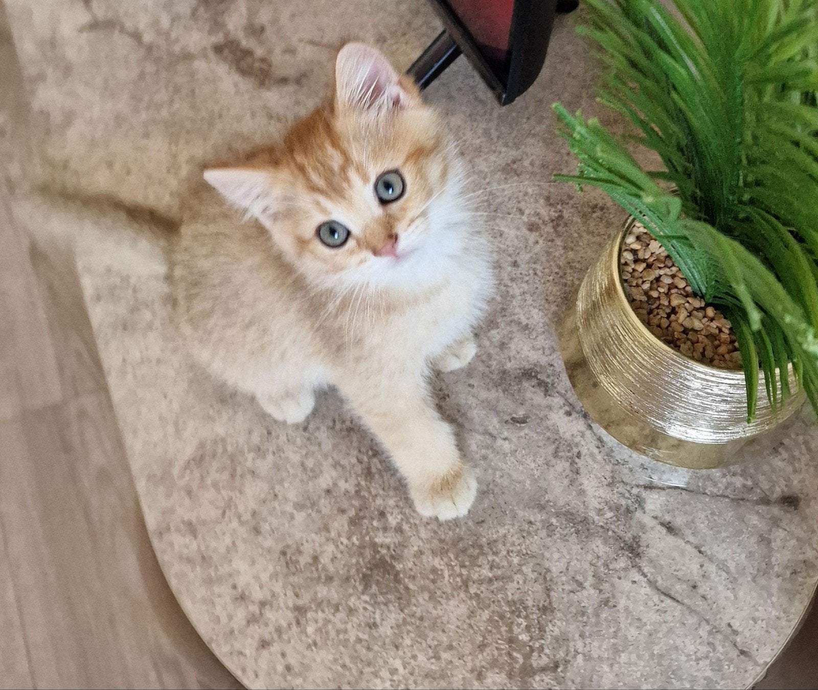 Prachtige Britse Korthaar Kittens | Black Golden Shaded | 🐈, Meerdere dieren, Ontwormd, 0 tot 2 jaar