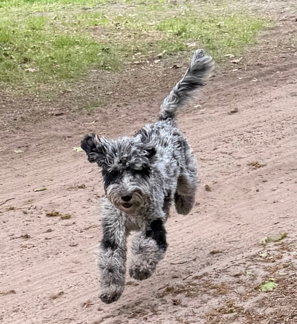 Sproodle F1b dekreu Merle, Parvo, 15 weken tot 1 jaar, Reu, Eén hond