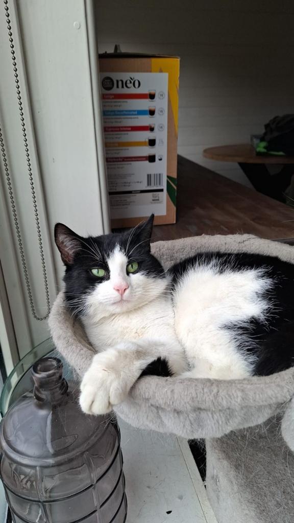 Lieve zwart witte kater, Kater