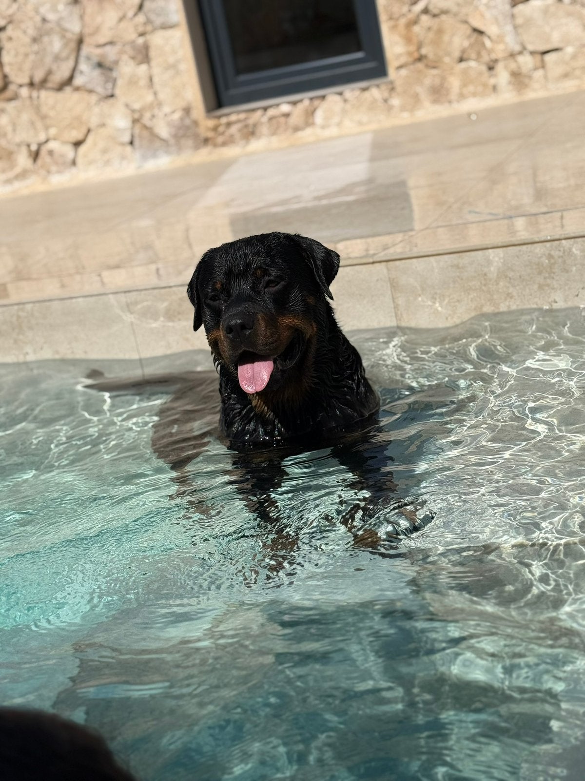 Rafi de rotweiller (3 jaar) !!!! Lees Beschrijving !!!!, Reu, Eén hond, CDV (hondenziekte), 3 tot 5 jaar