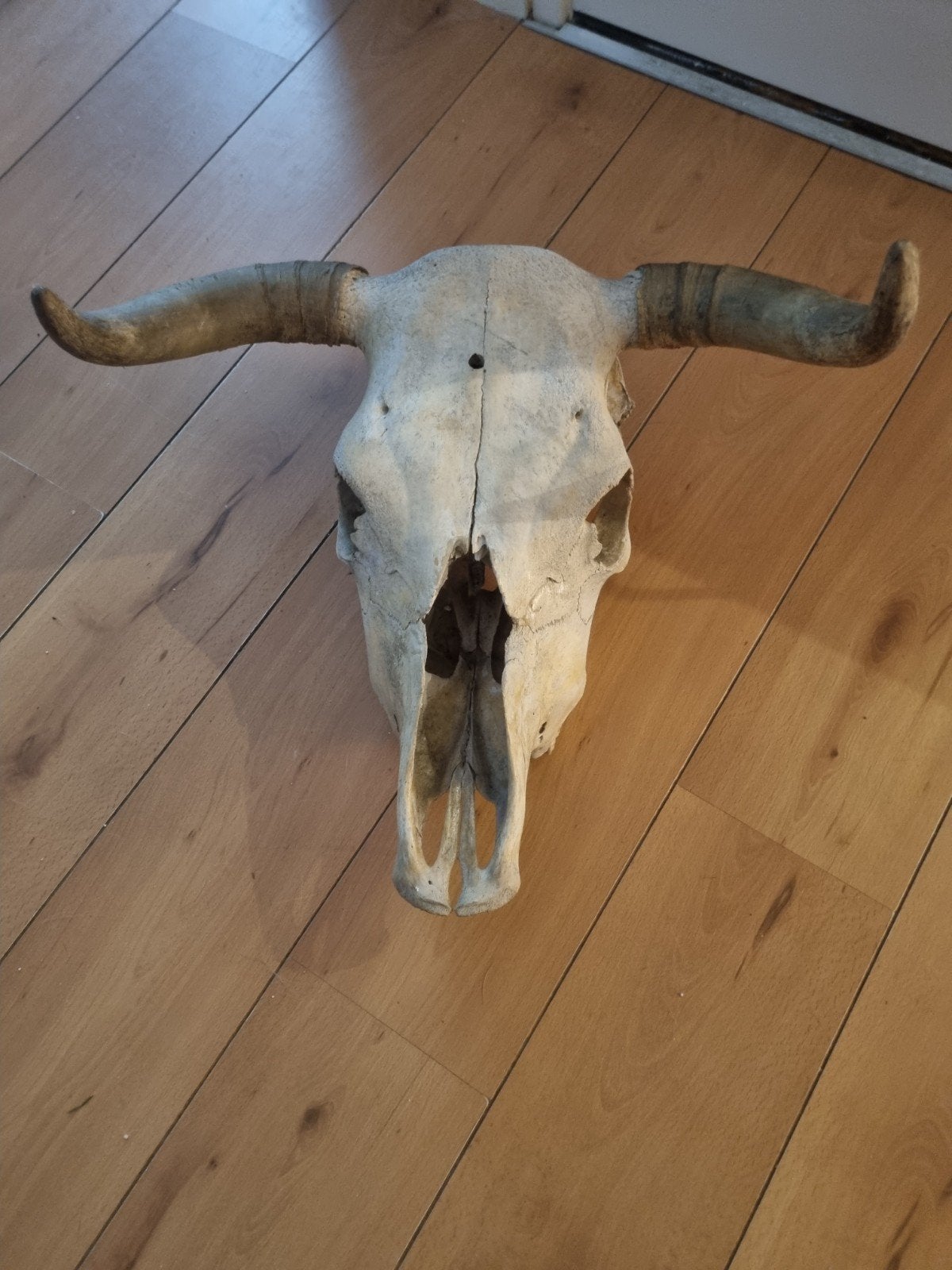 Longhorn schedel, Huis en Inrichting, Woonaccessoires | Overige, Ophalen, Gebruikt