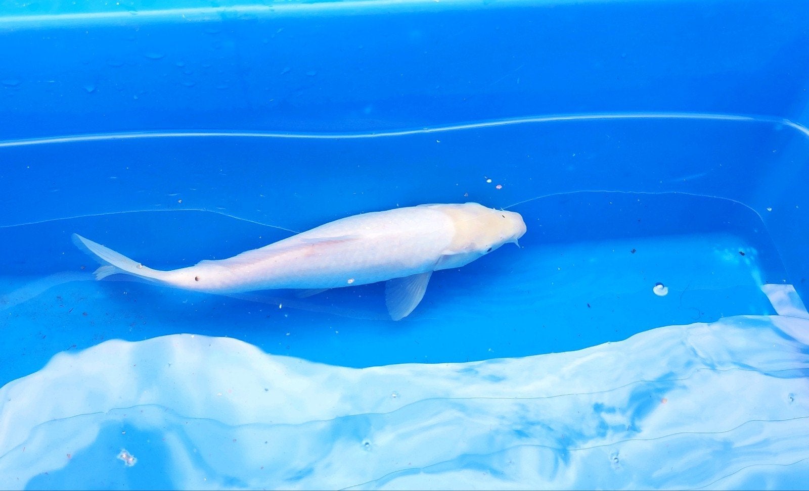 koi vijvervis vis #9, Karper of Koi