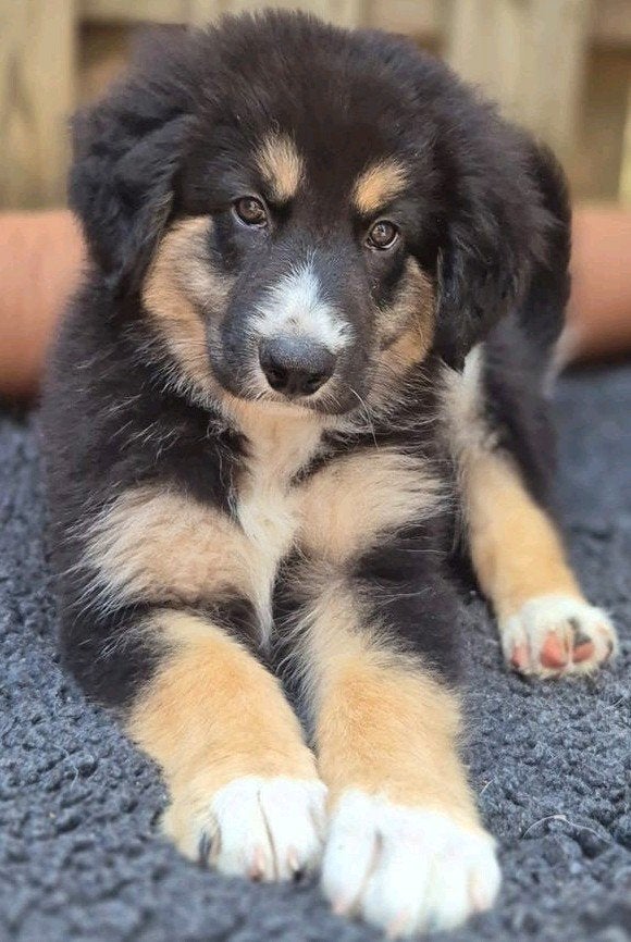 Australian shepherd kruising puppy's, mogen meteen mee., 8 tot 15 weken, Groot, Meerdere, Meerdere dieren
