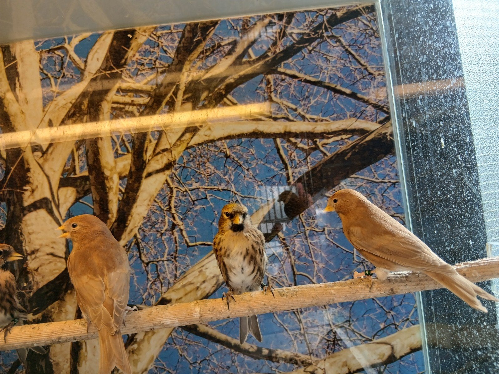 barmsijs, Dieren en Toebehoren, Vogels | Overige Vogels, Meerdere dieren
