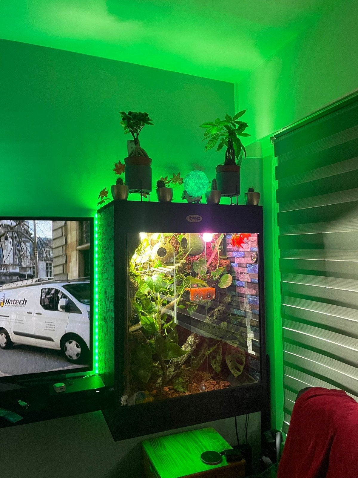 Osb3 terrarium RepHouSZ. Ook maatwerk, Ophalen, Nieuw, Terrarium of Paludarium
