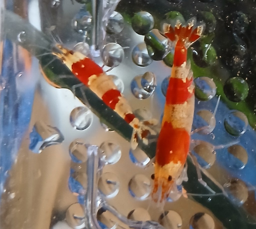 crystal red caridina garnalen, Kreeft, Krab of Garnaal