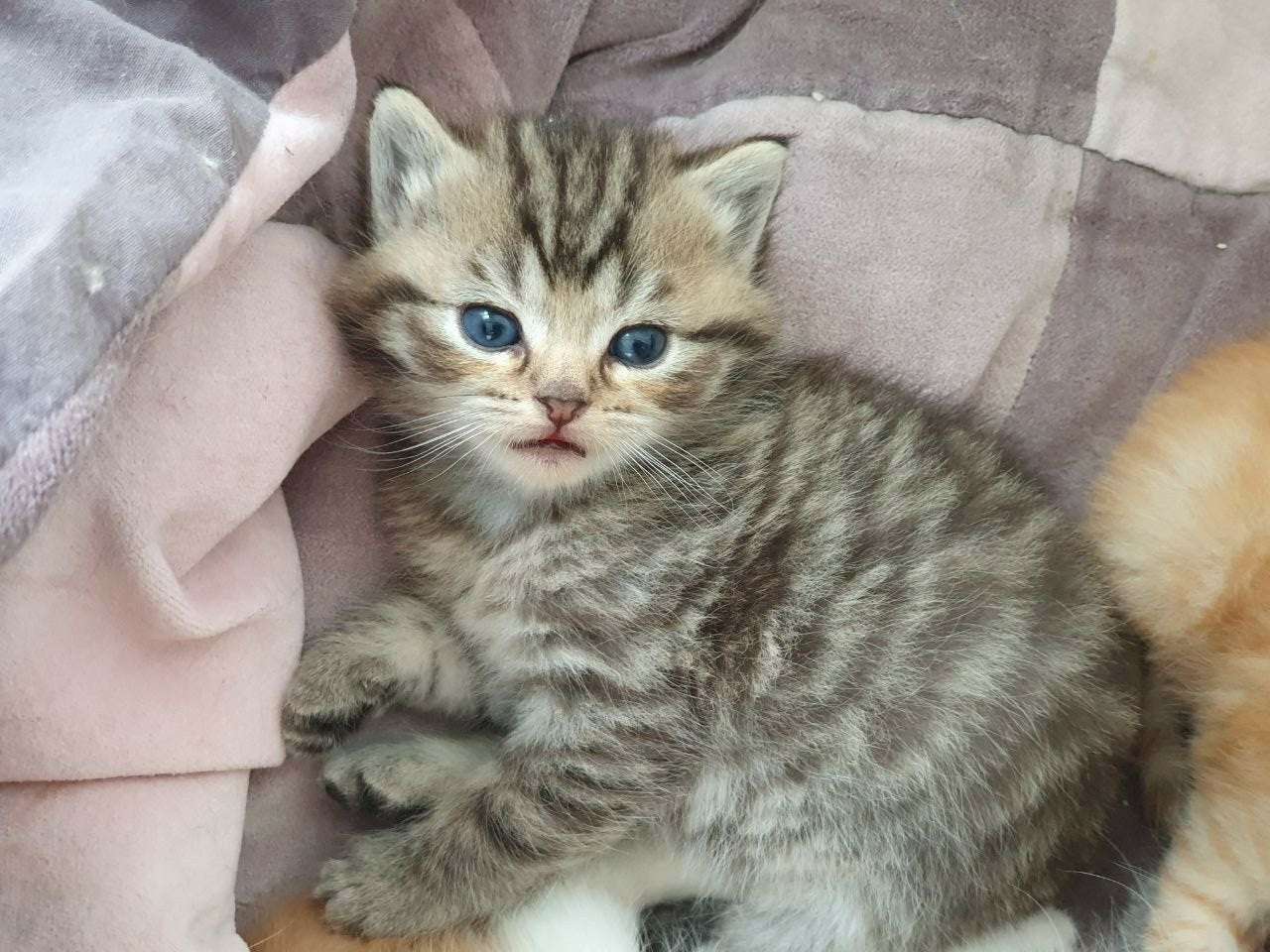 Lief nestje  x Britse Korthaar kittens, Dieren en Toebehoren, Meerdere dieren