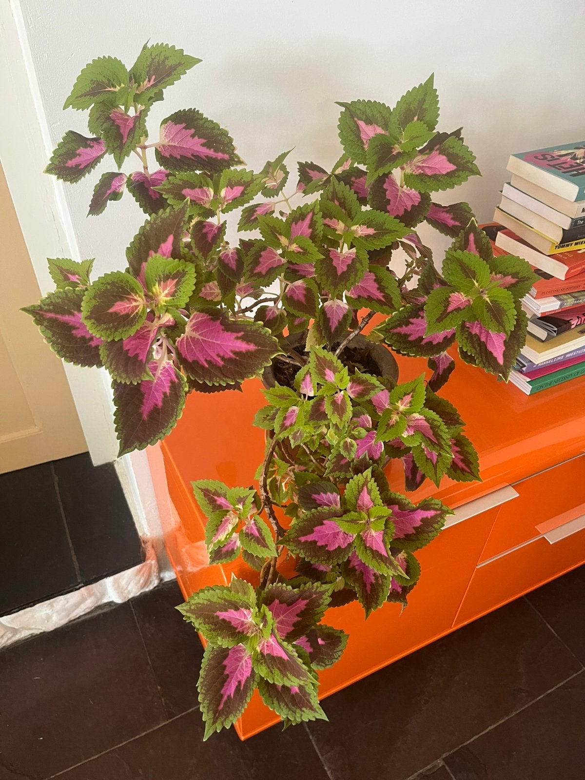 Siernetel (coleus scutellarioides) in aardewerk pot., Ophalen, Halfschaduw, Minder dan 100 cm