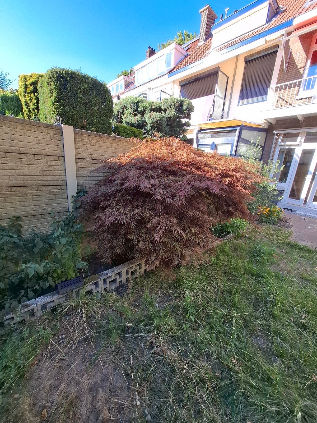 Japanse Esdoorn Bonsai Vorm - Volle Boom met 2 Stronken, Vaste plant, Bloeit niet, Halfschaduw, Ophalen