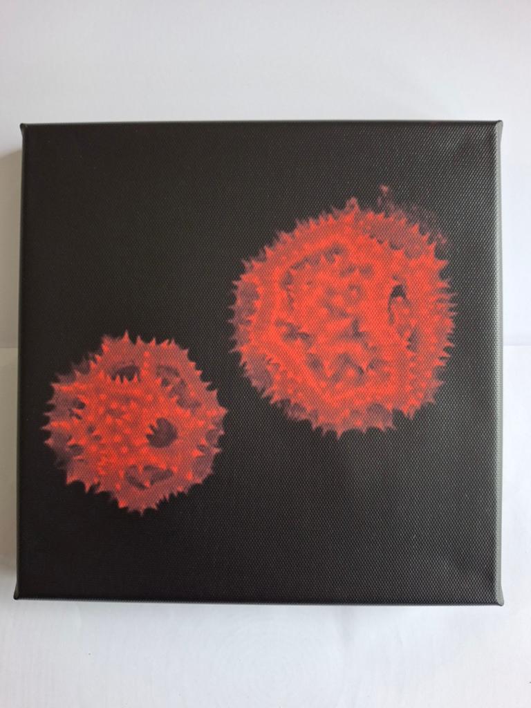 Microscopische opname stuifmeel paardebloem: canvas 20x20 cm, Ophalen of Verzenden