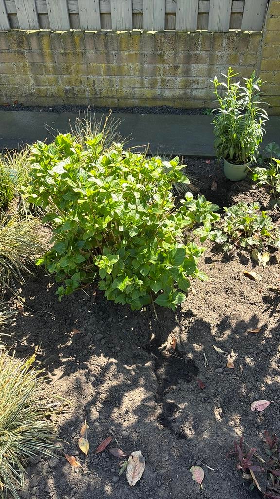 3 x Hortensia  kleur roze, Ophalen of Verzenden, Hortensia, Minder dan 100 cm