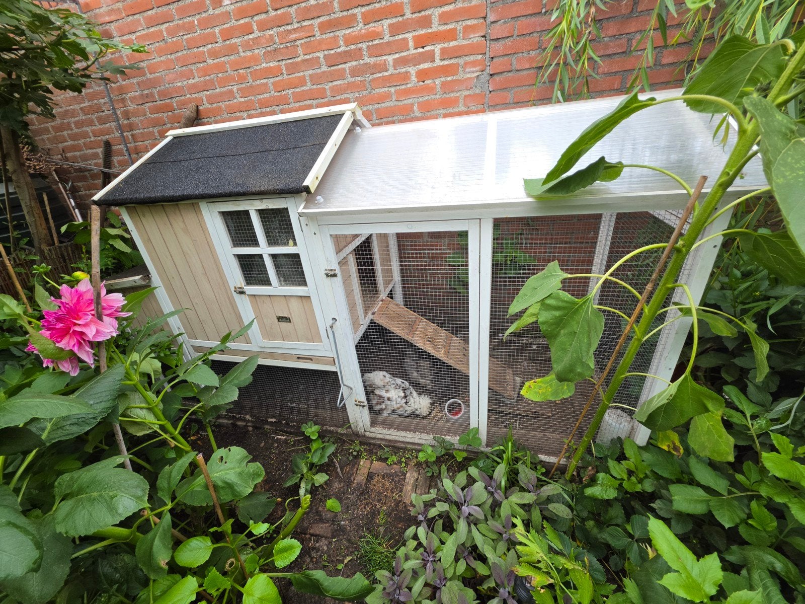 te koop kippenhok met 3 zijdehoenders hennetjes, Dieren en Toebehoren, Pluimvee | Toebehoren, Ophalen, Kippenhok of Kippenren
