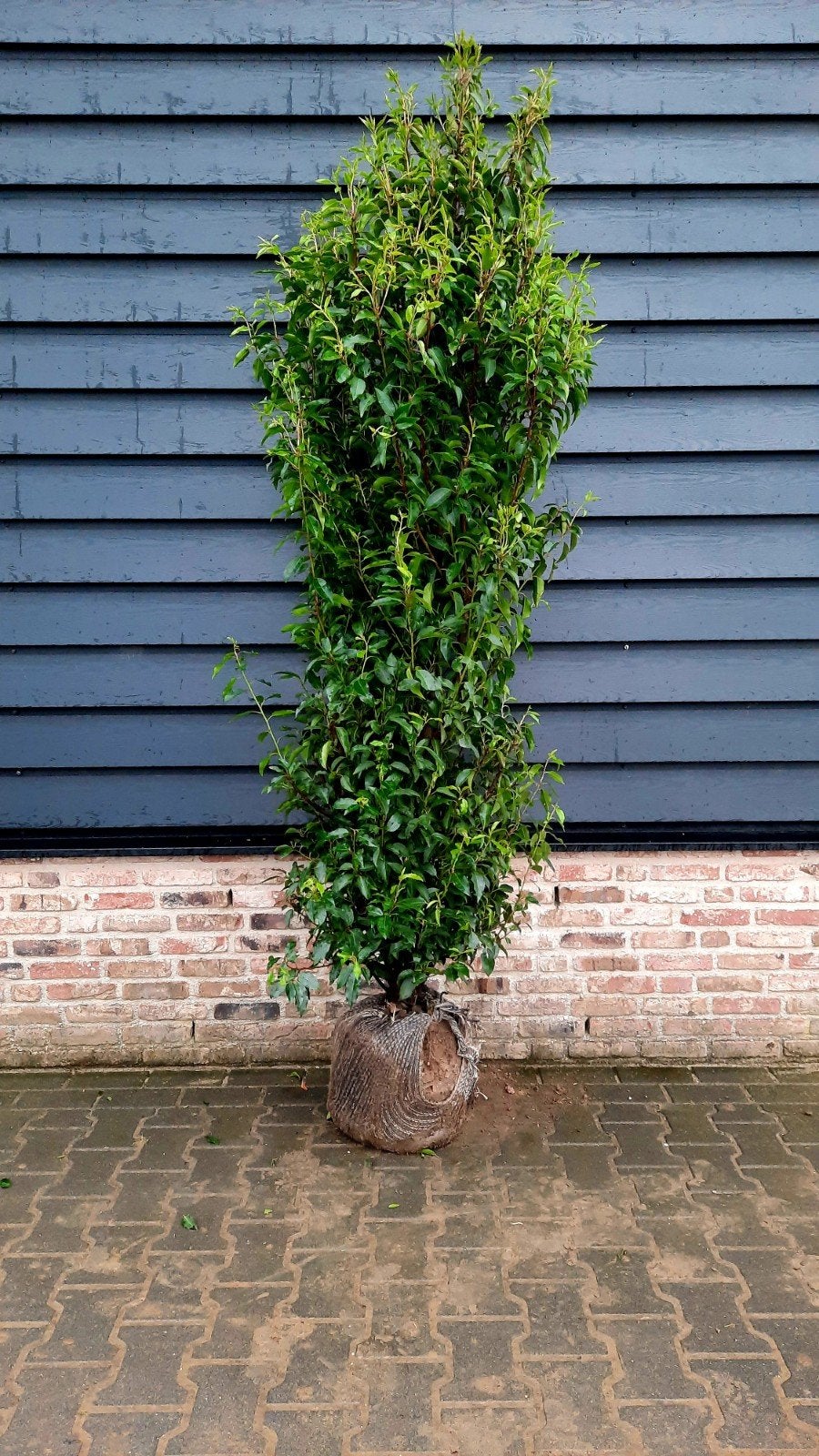 Prunus Lusitanica 'Angustifolia' groenblijvende haagpanten🍀, Tuin en Terras, Planten | Struiken en Hagen, Ophalen, Laurier, 100 tot 250 cm