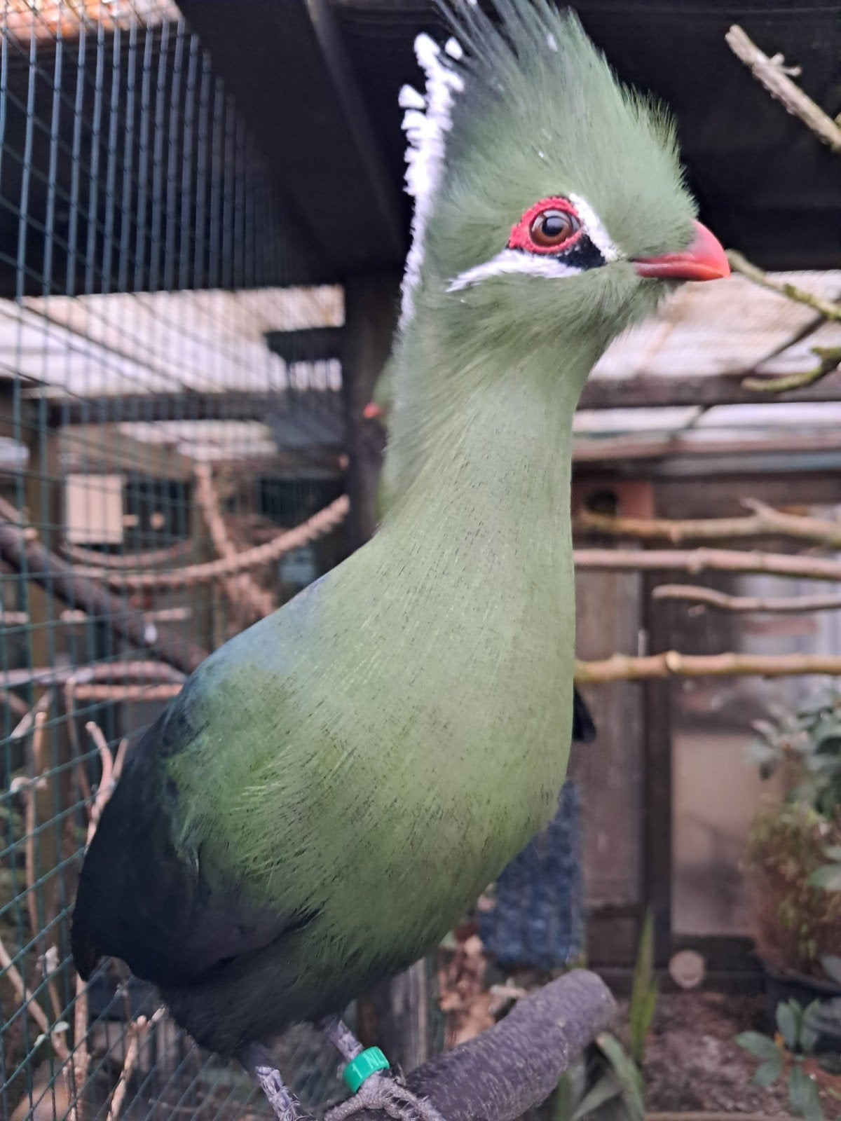 1-1 Livingstone toerako., Dieren en Toebehoren, Meerdere dieren, Tropenvogel, Geringd