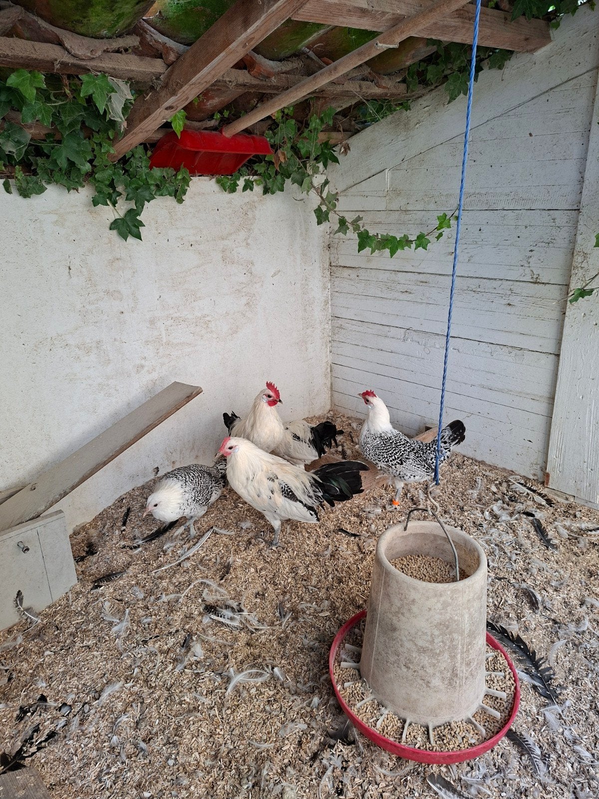 groninger meeuw,  zilverpel , kriel, Dieren en Toebehoren, Mannelijk, Kip
