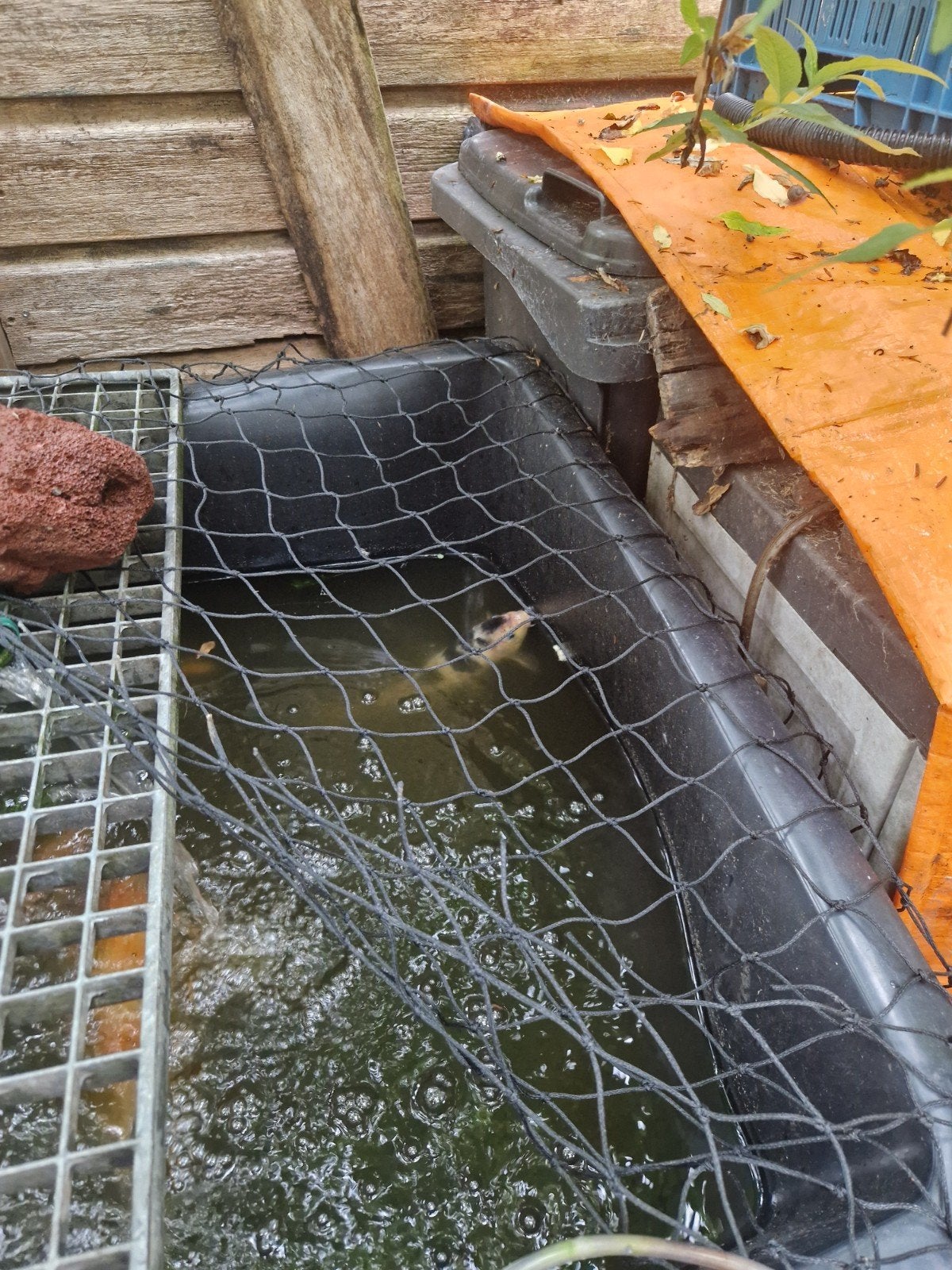 Koi, Dieren en Toebehoren, Vissen | Vijvervissen, Karper of Koi