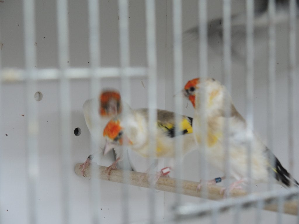 Europese sijs wildkleur, koppel en 4 stuks Putters poppen, Dieren en Toebehoren, Meerdere dieren, Wildzangvogel, Geringd