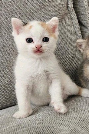 Kitten poesje mag nest verlaten, Dieren en Toebehoren, Katten en Kittens | Overige Katten, Meerdere dieren, 0 tot 2 jaar