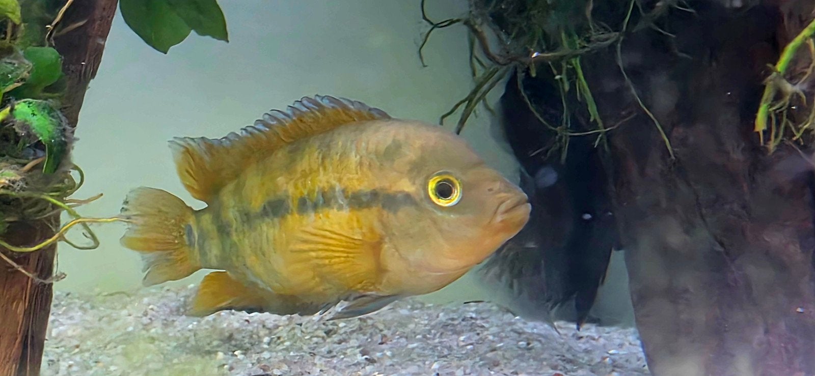 Regenboog Cichlide - Herotilapia multispinosa, Vis
