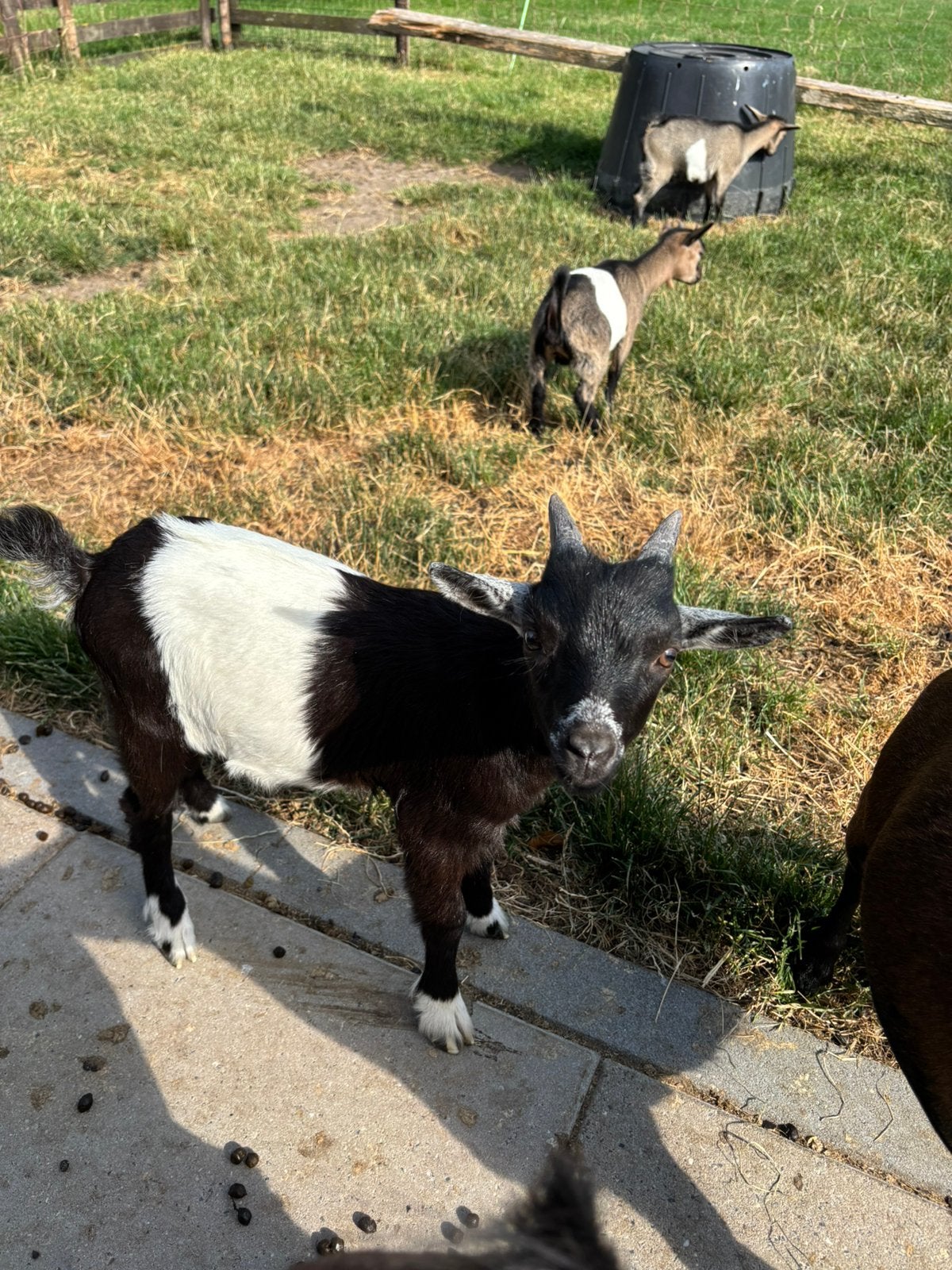 Zwarte lakenvelder bok, Dieren en Toebehoren, Schapen, Geiten en Varkens, Mannelijk, Geit, 0 tot 2 jaar