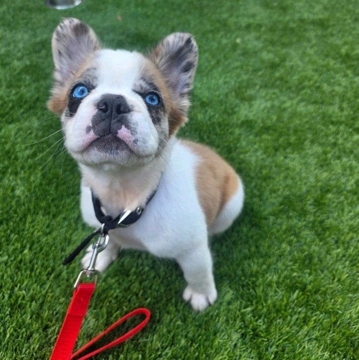 Prachtige Fluffy Franse bulldog puppy. Teefje, Parvo, 8 tot 15 weken, Teef, Bulldog