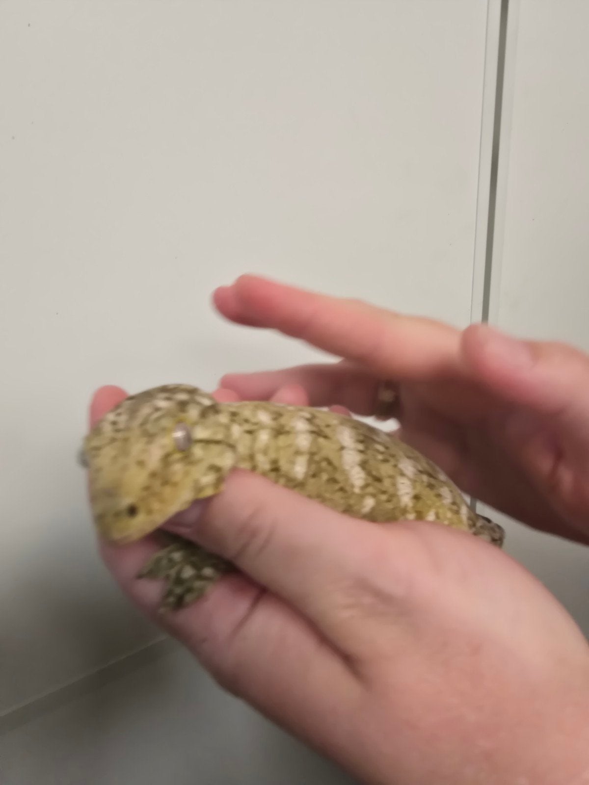 Prachtige Leachianus gekko vrouw (Rhacodactylus leachianus), Dieren en Toebehoren, Hagedis, 0 tot 2 jaar