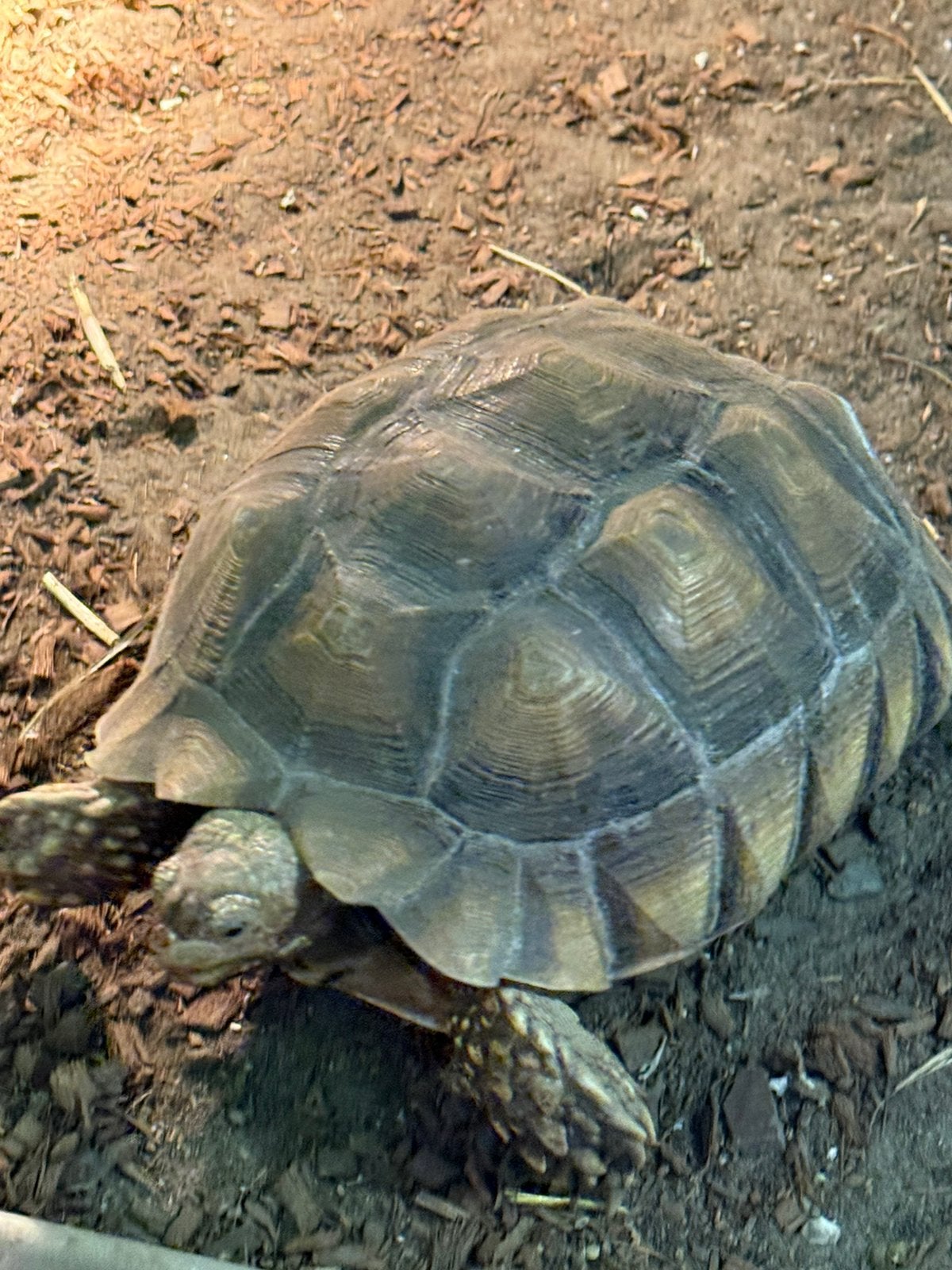 Sulcata schildpadden, 3 tot 6 jaar