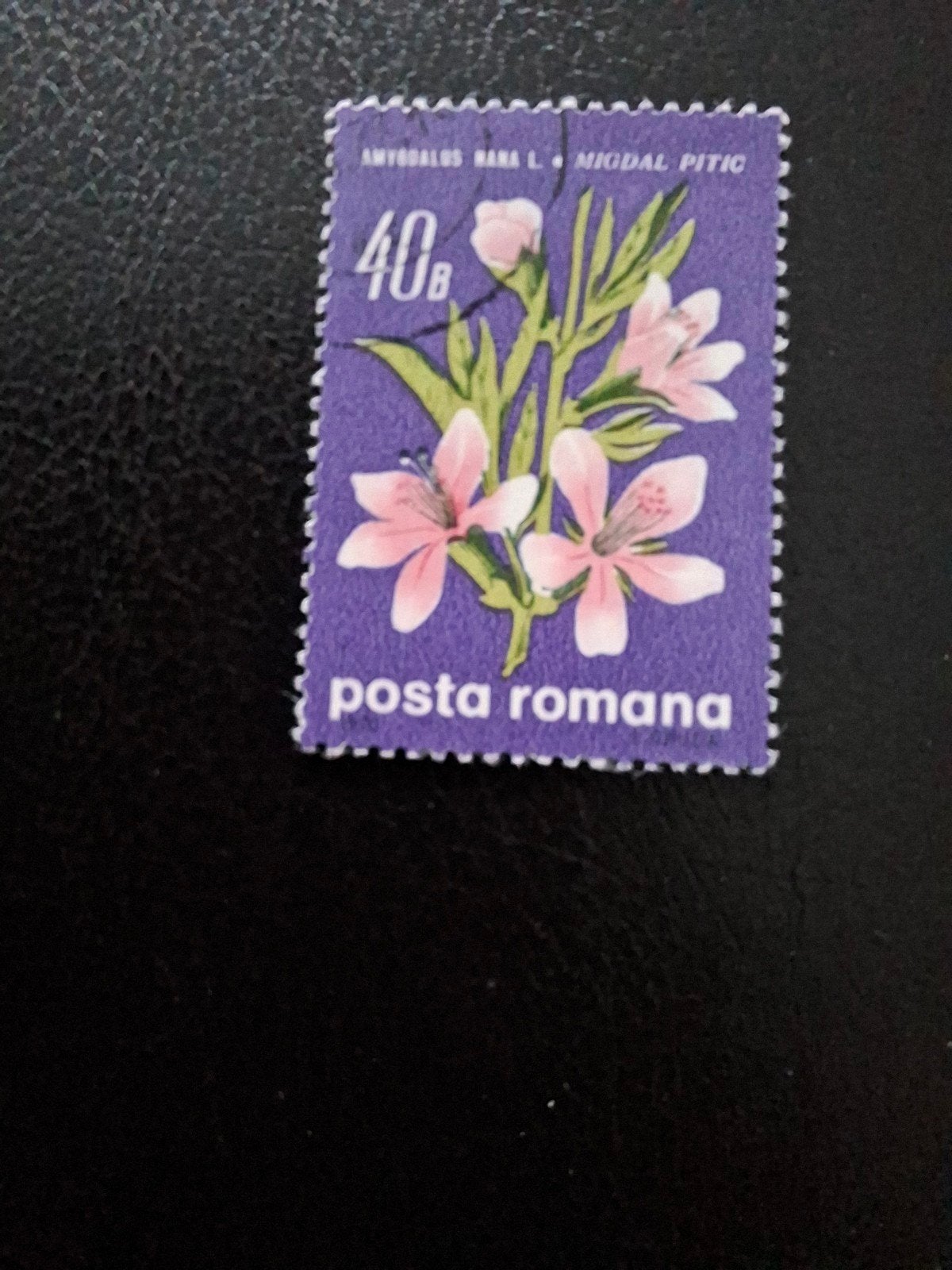 Bloemen.  Roemenië, Ophalen of Verzenden, Dier of Natuur
