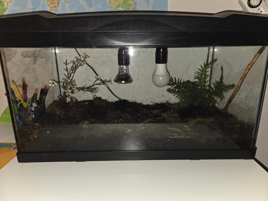 Terrarium 60x30x35 cm compleet met verlichting & accessoires, Dieren en Toebehoren, Ophalen, Gebruikt, Terrarium of Paludarium