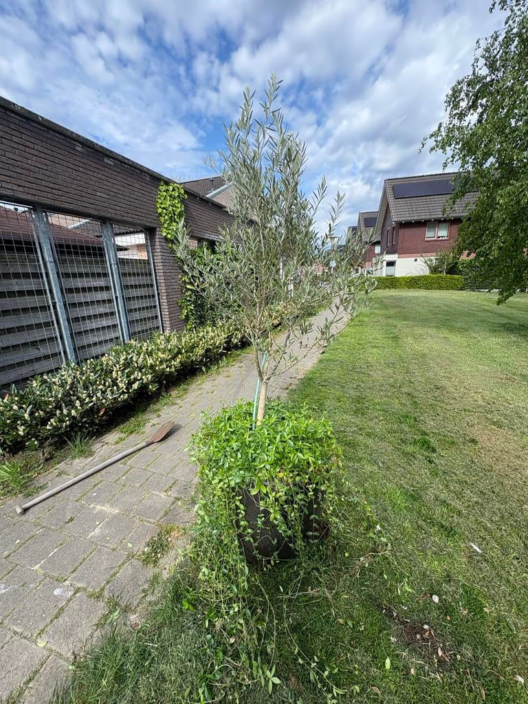 Olijfboom van ca. 2 meter (zonder pot), Lente, 100 tot 250 cm, Olijfboom, Ophalen