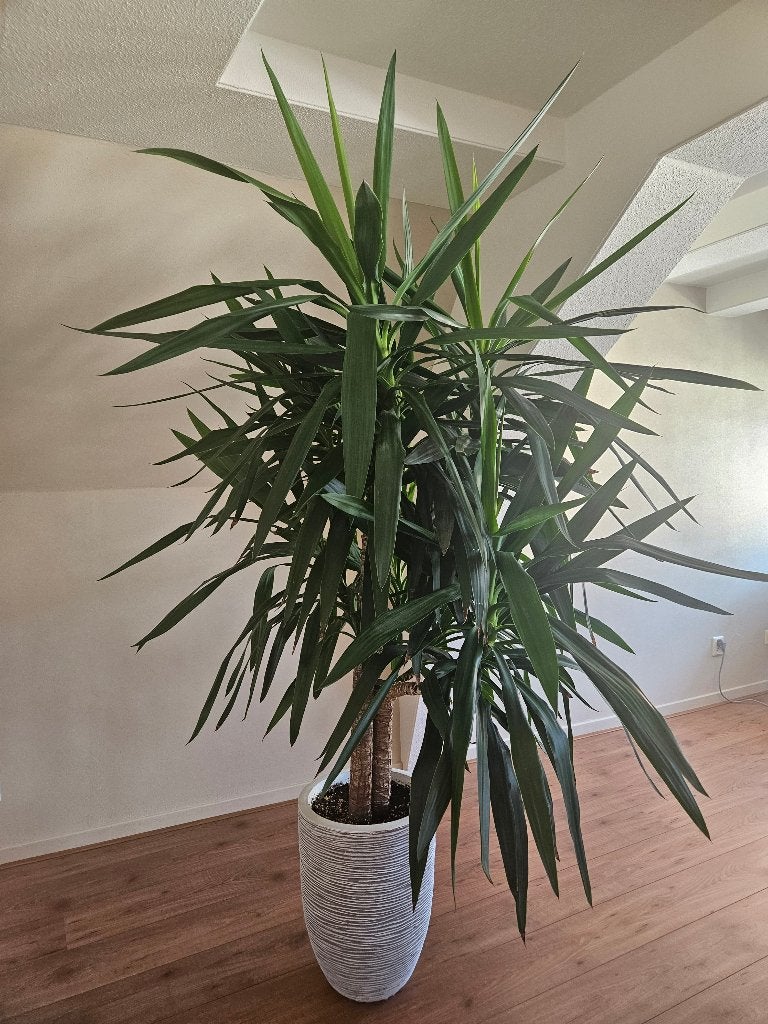 Yucca, Huis en Inrichting, Kamerplanten, Ophalen, In pot, Halfschaduw, 200 cm of meer