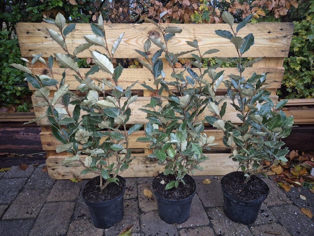 Olijfwilg compacta haagplanten, Verzenden, Overige soorten, Haag, Minder dan 100 cm