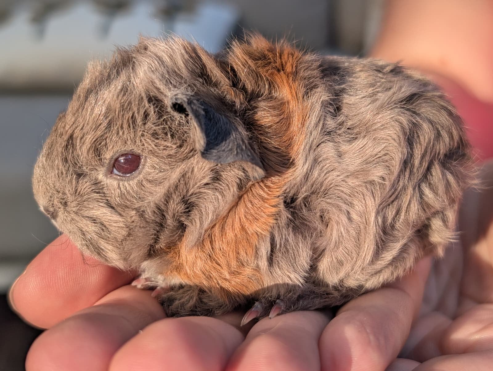 Lieve baby cavia’s (beertjes), Dieren en Toebehoren, Knaagdieren, Cavia, Mannelijk, Juli, Tam