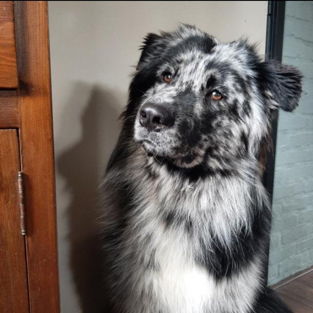 Corgi mix x australian shepherd mix pups..WACHTLIJST OPEN., Parvo, 8 tot 15 weken, Meerdere, Meerdere dieren