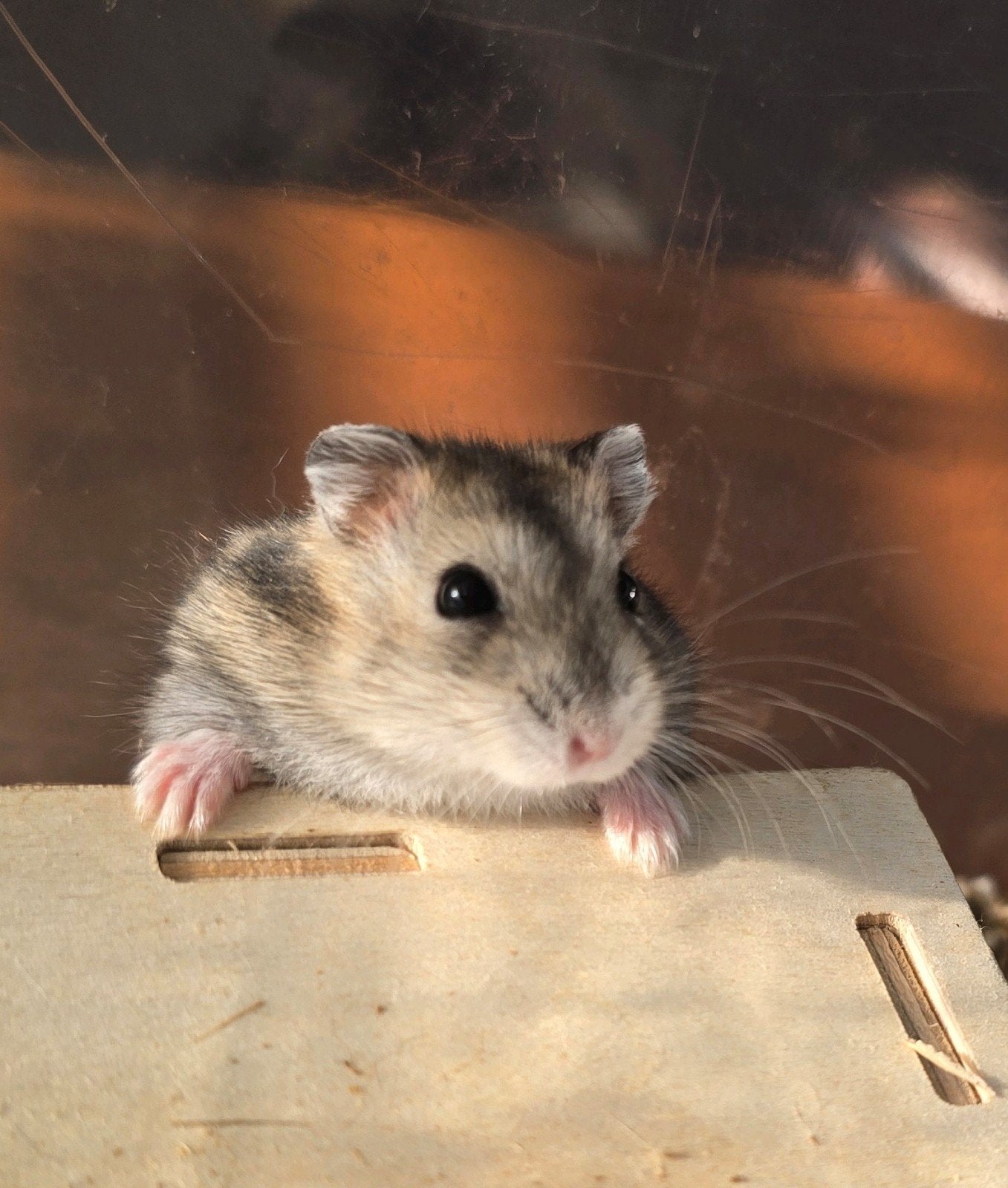 wildkleur dwerghamsters super lief, Dieren en Toebehoren, Hamster, Meerdere dieren, Tam, September