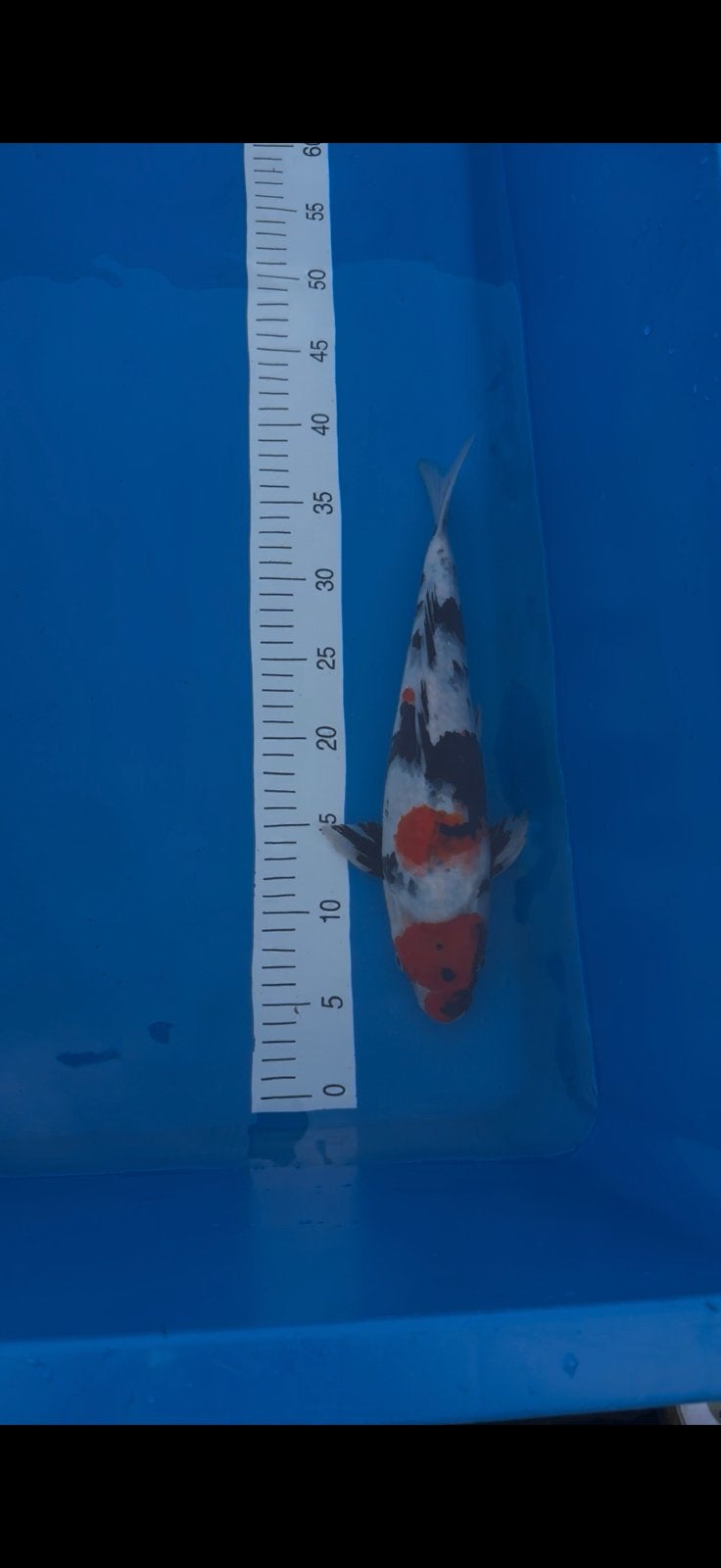 Showa Koi Hoshikin farm 30-35 cm – Mooie tekening, Karper of Koi