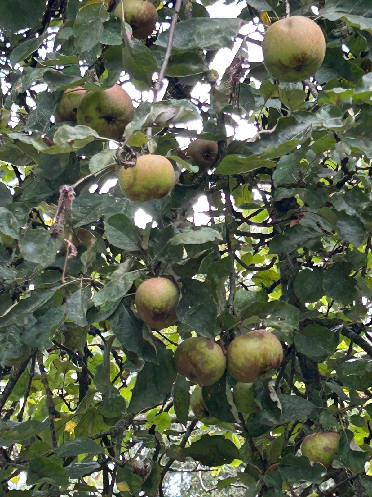 Verse goudrenetten, Ophalen