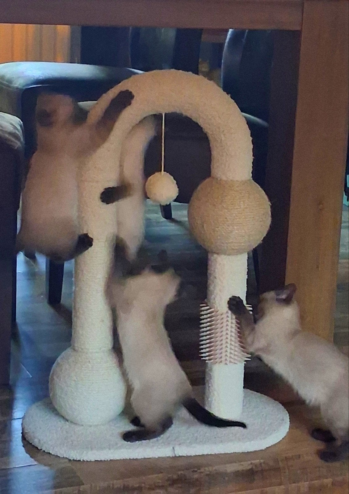 thai sealpoint siamees kittens, Dieren en Toebehoren, Meerdere dieren, Ontwormd, 0 tot 2 jaar