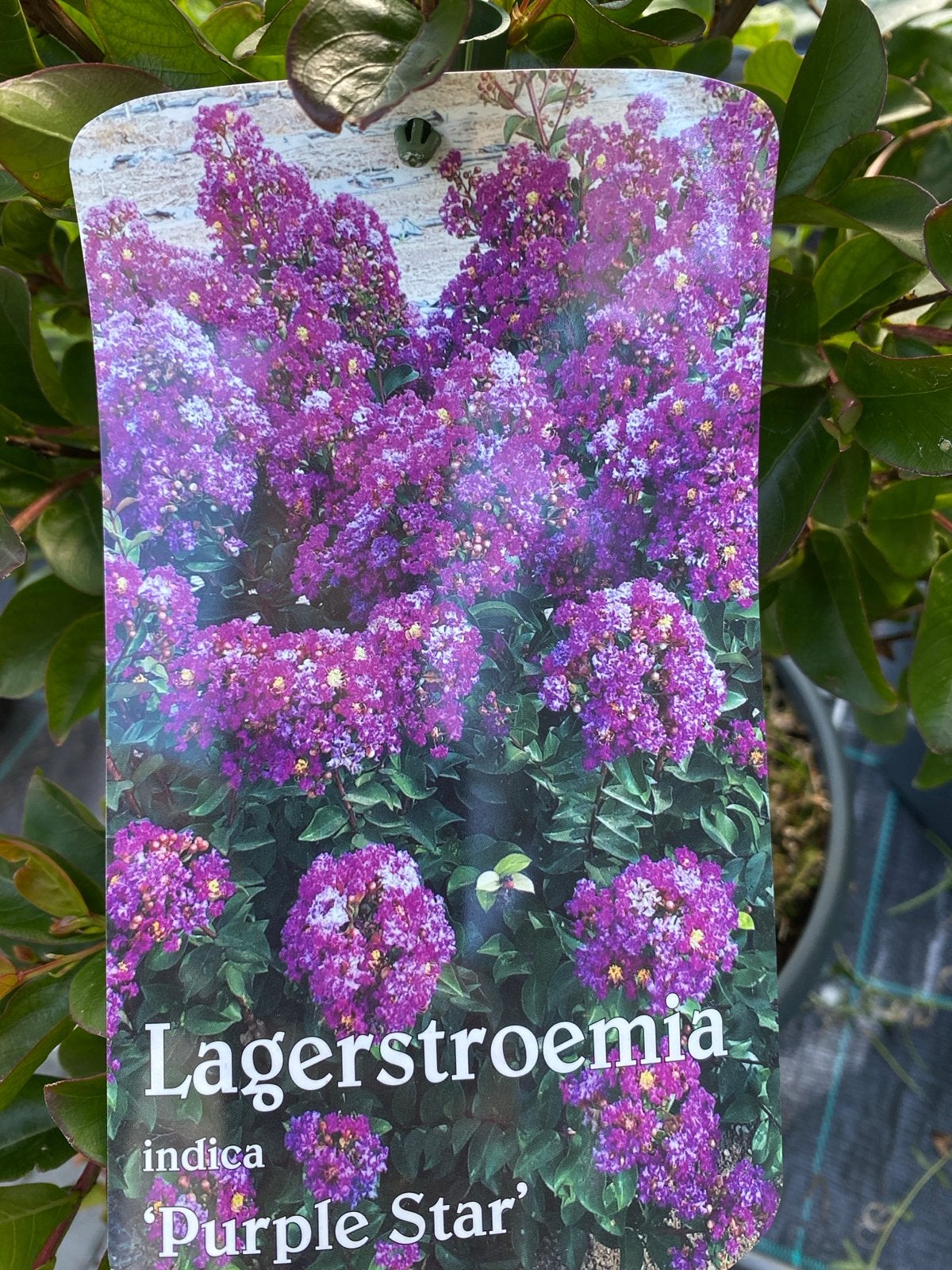 Lagerstroemia indica 'Purple Star' - Indische sering, Volle zon, Vaste plant, Zomer, Ophalen