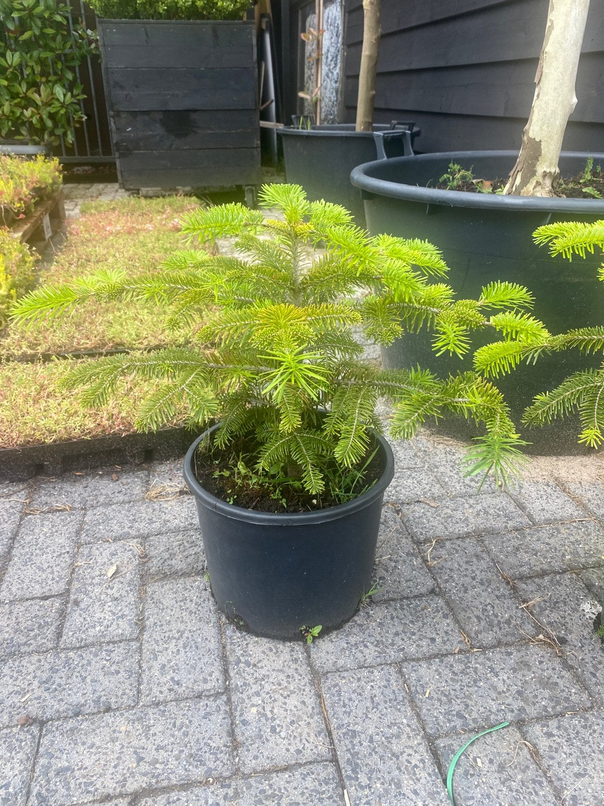 Nortman tuin boom groen blijvend €24,99 pst, Ophalen of Verzenden, Overige soorten, Volle zon