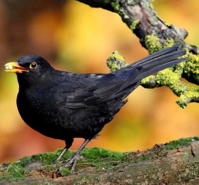 Merelman, Dieren en Toebehoren, Vogels | Overige Vogels, Mannelijk, Geringd