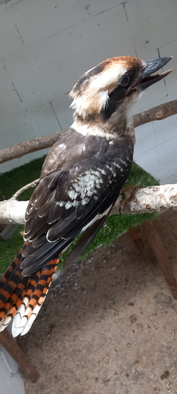 Kookaburra  pop, Vrouwelijk