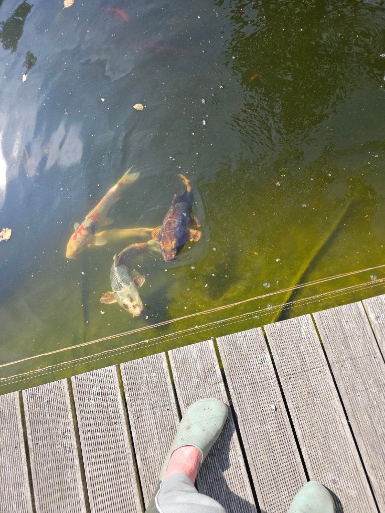 koy karpers, vissen, Vis, Zoetwatervis