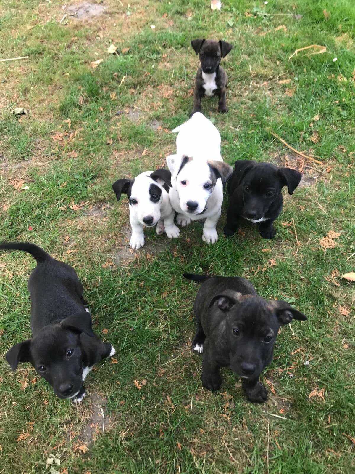 Jack Russel Pups, HCC (leverziekte), Jack Russell Terriër, 8 tot 15 weken, Meerdere