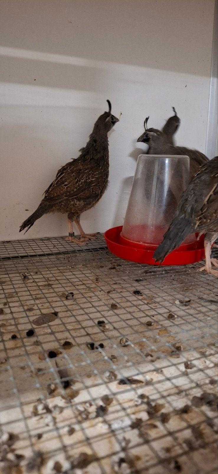 Californische  kuifkwartels, Dieren en Toebehoren, Meerdere dieren, Geringd
