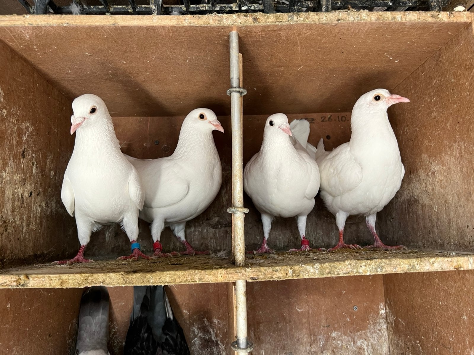 Witte Postduiven, Dieren en Toebehoren, Vogels | Duiven, Meerdere dieren, Postduif