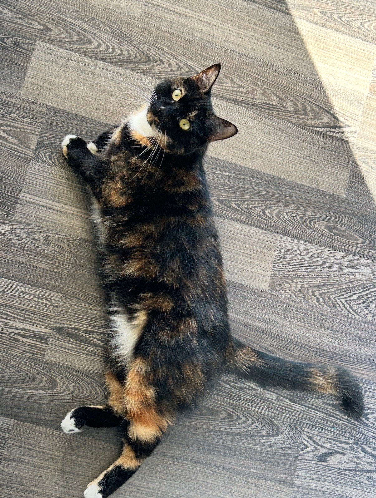 Bella zoekt rustig en liefdevol thuis, Poes, Kortharig, 3 tot 5 jaar