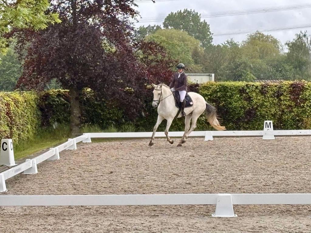 9 jarige merrie Golden Dream x Zirocco Blue, Dieren en Toebehoren, Merrie, Recreatiepaard